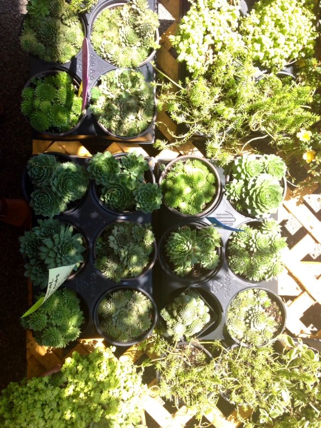 photo 8dd67429-dd7d-48e4-8bff-8d321f191711_zps35dcf85a.jpg