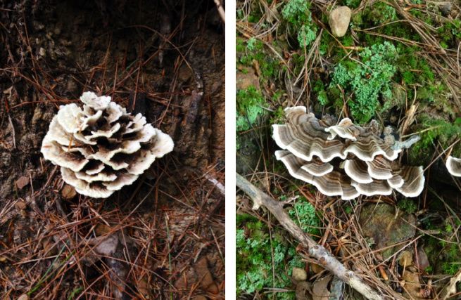 photo combine_images2_zps21feaf43.jpg