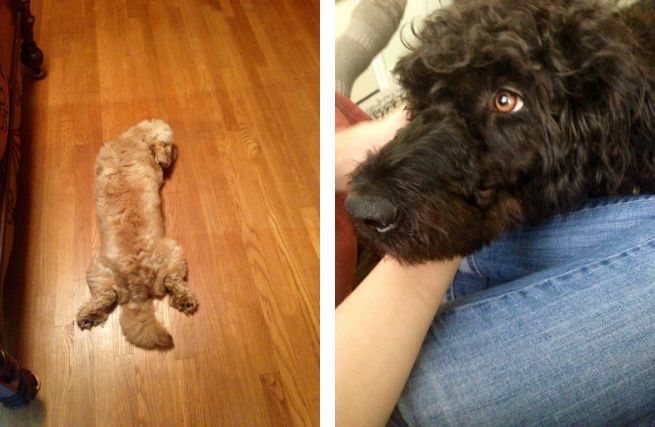 photo combine_images4_zpsd7c58ace.jpg