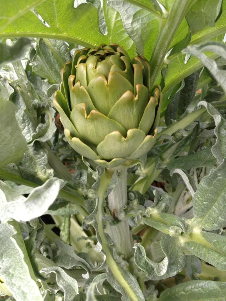 Artichoke photo image_zps4d2fb823.jpg