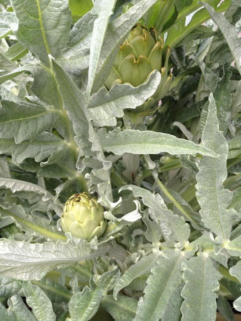 Artichoke 2 photo image_zpsf3f80268.jpg