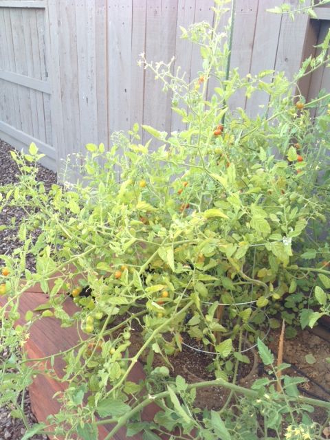 Tomato plant photo tomatoplant_zps052f3552.jpg