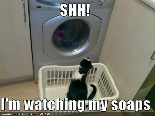 funny-pictures-cat-watches-soaps.jpg