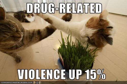 weed and cats photo: cats funny-pictures-cats-have-drug-relat.jpg